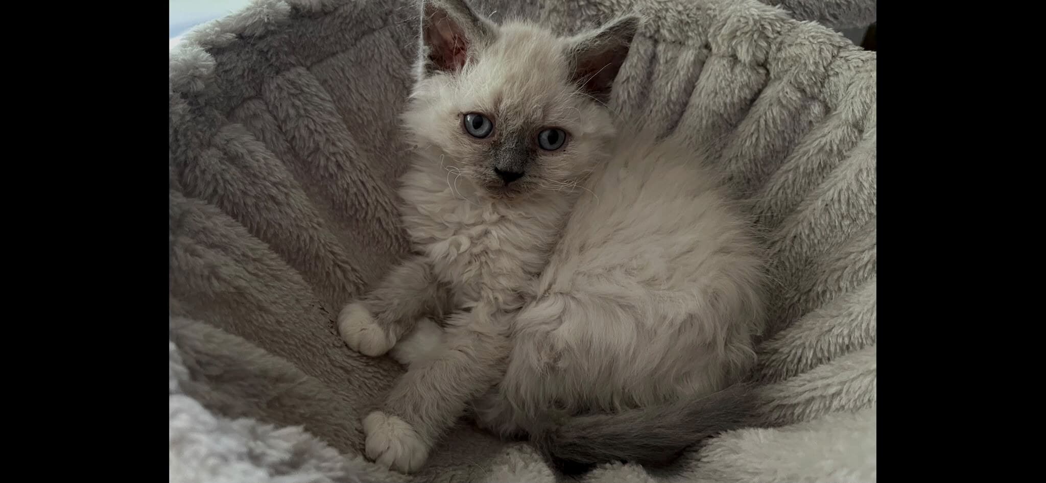 Cremeweisses Kitten mit lilagrauen Points liegt eingekuschelt in einer weichen Decke
