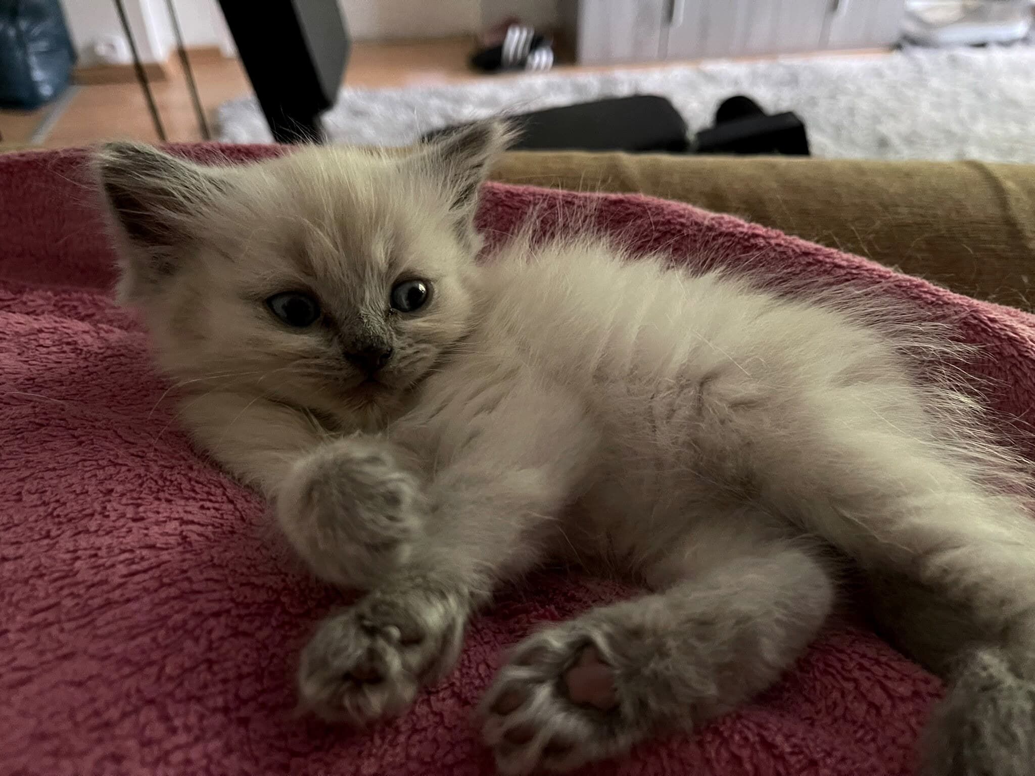 Cremeweisses Kitten mit lilagrauen Points liegt entspannt auf einer rosa Decke
