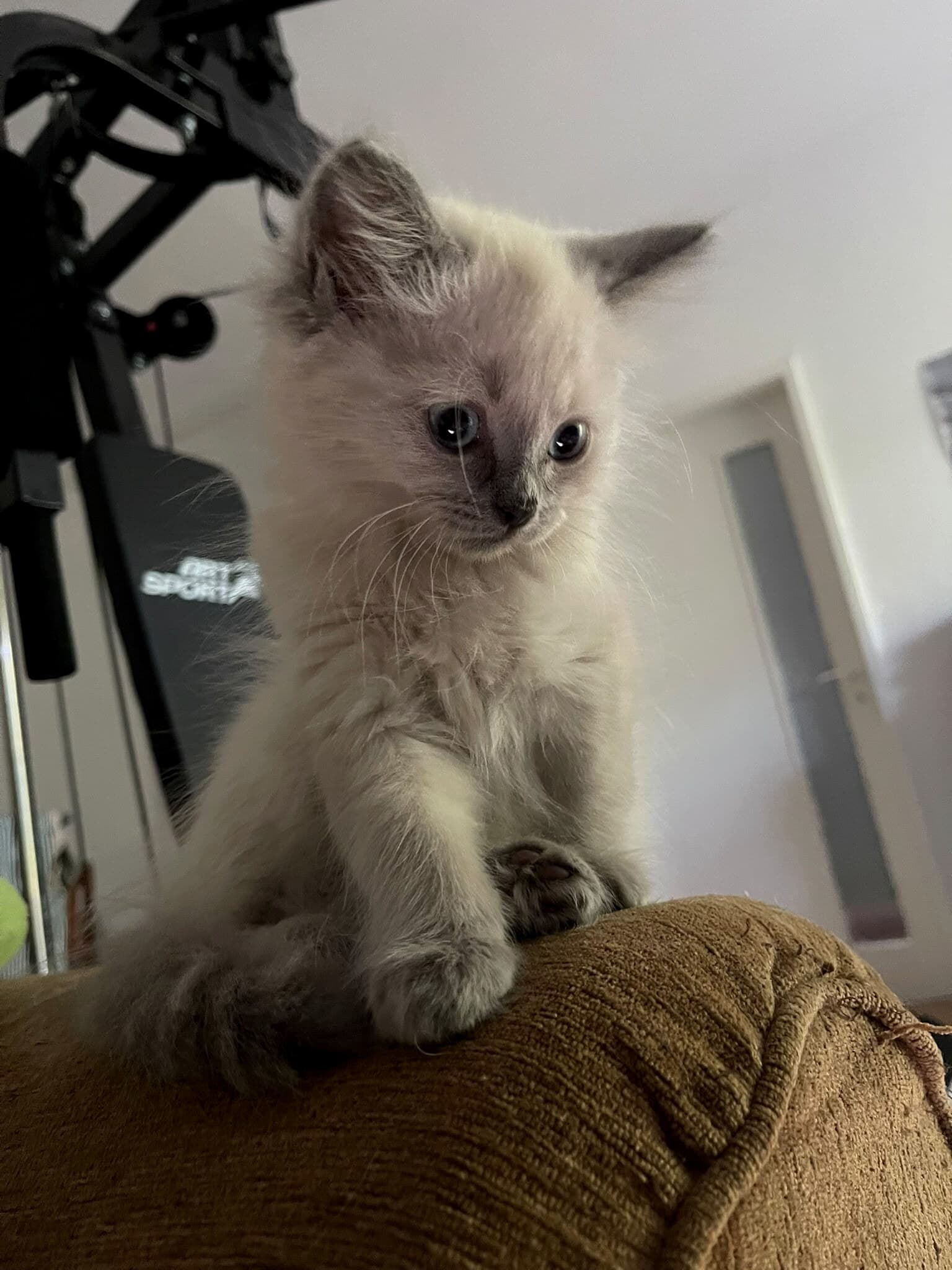 Cremeweisses Kitten mit lilagrauen Points sitzt auf der Sofalehne im Wohnzimmer