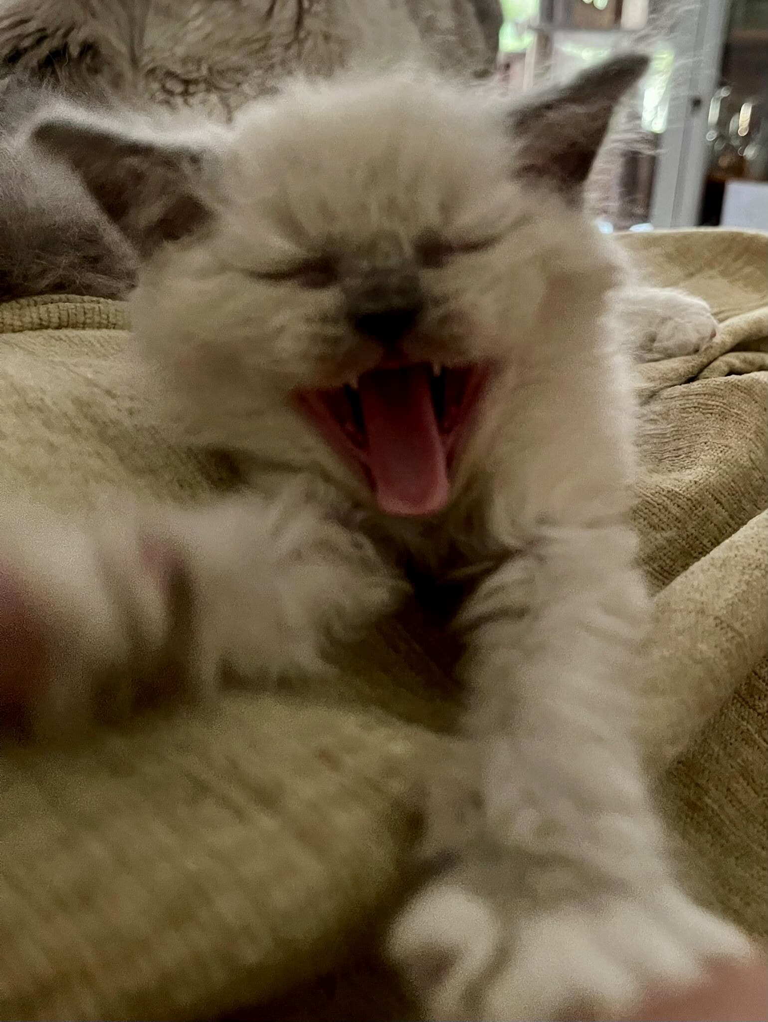 Cremeweisses Kitten mitten im Gähnen