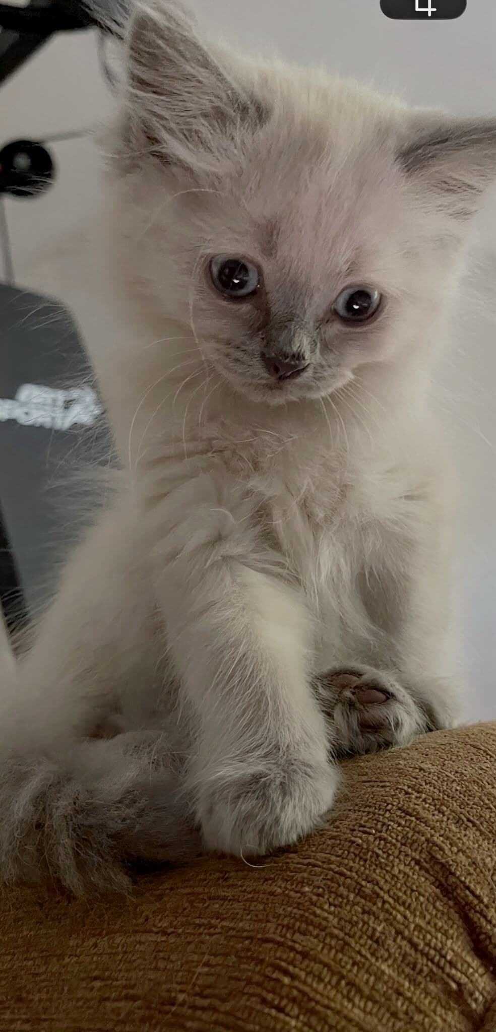 Cremeweisses Kitten mit lilagrauen Points und blauen Augen sitzt aufrecht auf einem Sofa im Wohnzimmer