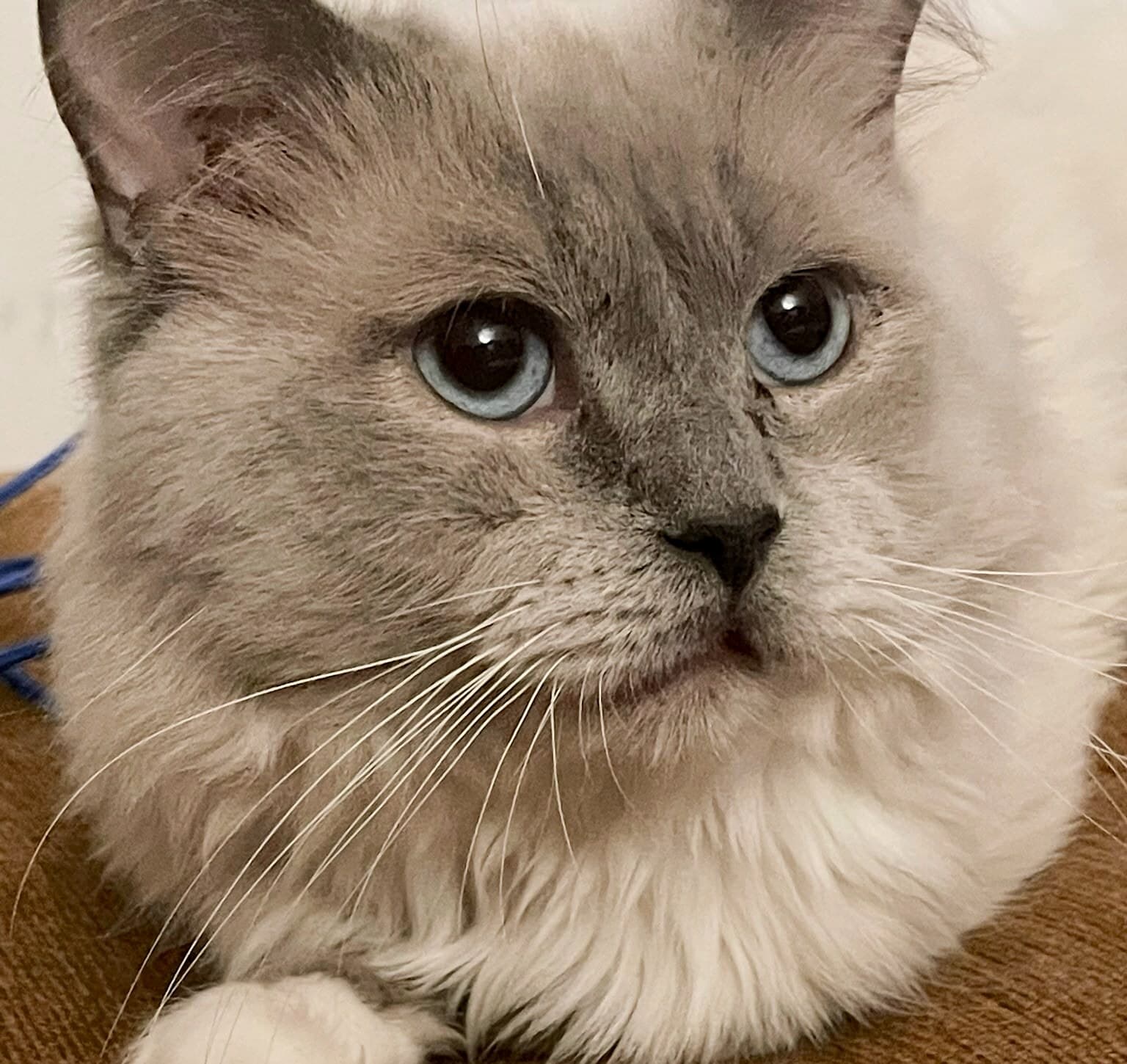 Papa Maylo, cremefarbener Kater mit lilagrauen Points und leuchtend blauen Augen im Wohnzimmer