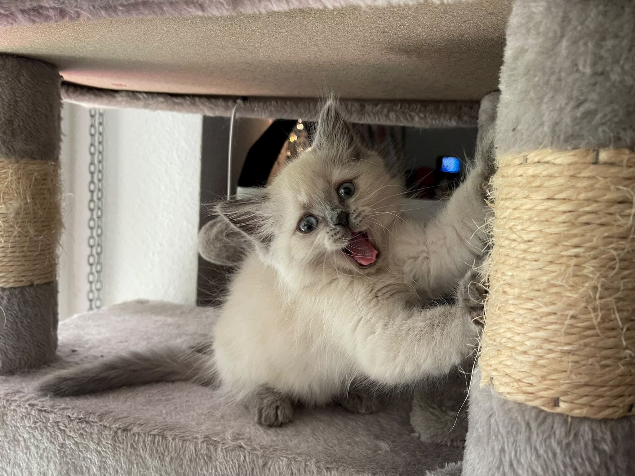 Cremeweisses Kitten spielt am Kratzbaum, die Zunge blitzt hervor