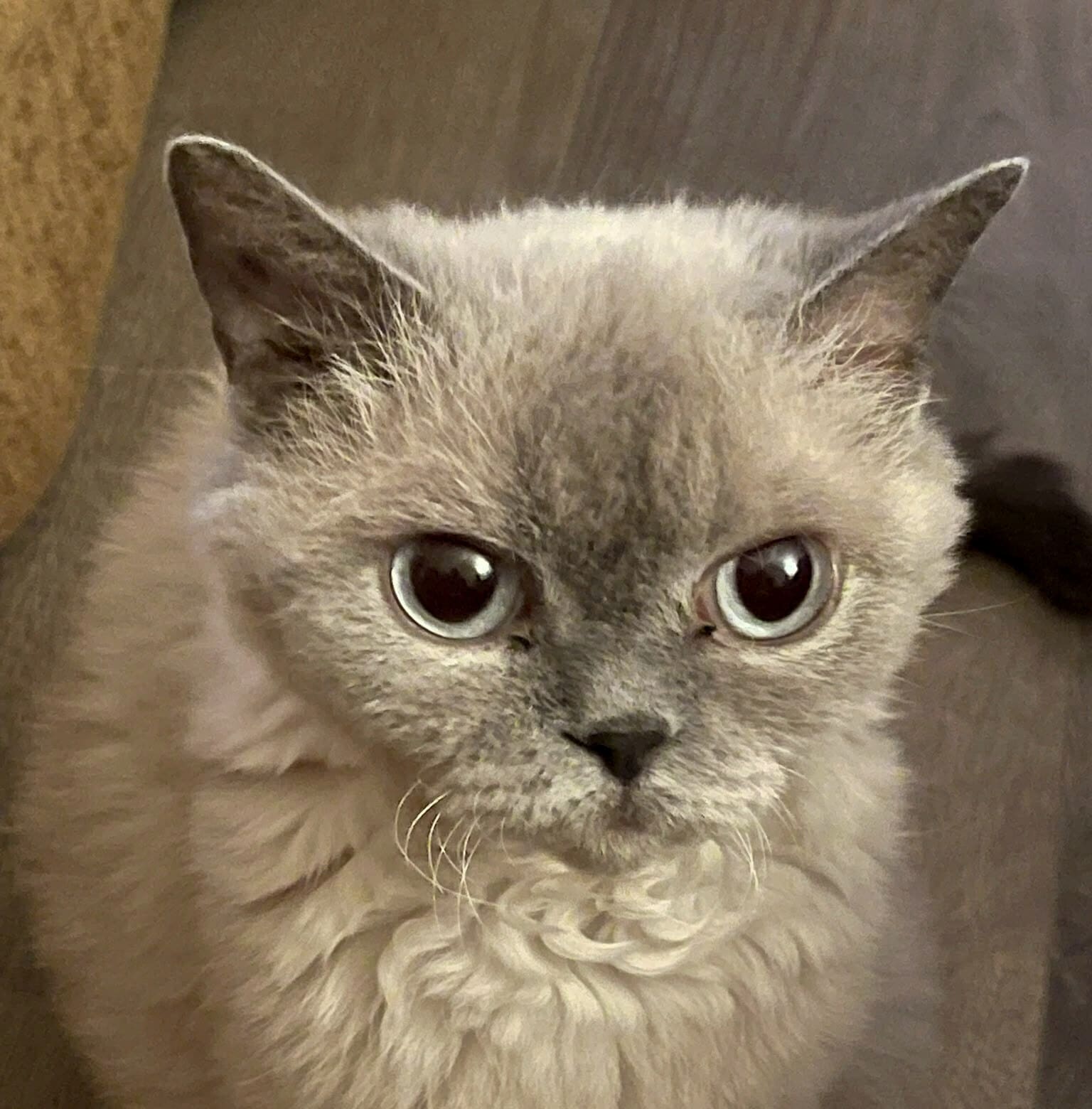 Mama Kitty, das cremefarbene Muttertier mit blaugrauen Points und blauen Augen, blickt ruhig in die Kamera